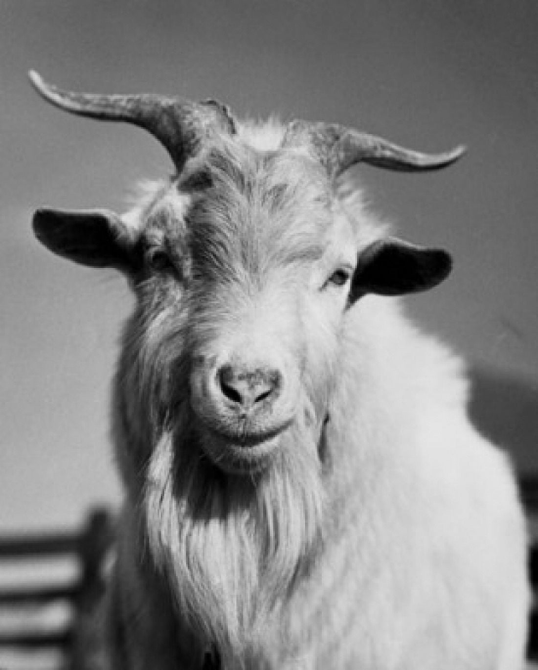 Close-up of a goat Canvas Art - (18 x 24)