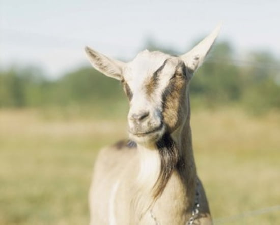 Close-up of a goat goat cheese farm Vancouver Washington Canvas Art - Panoramic Images (24 x 20)