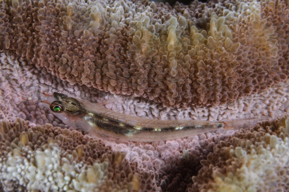 Close-up of a goby Indonesia Canvas Art - Todd WinnerStocktrek Images (35 x 23)