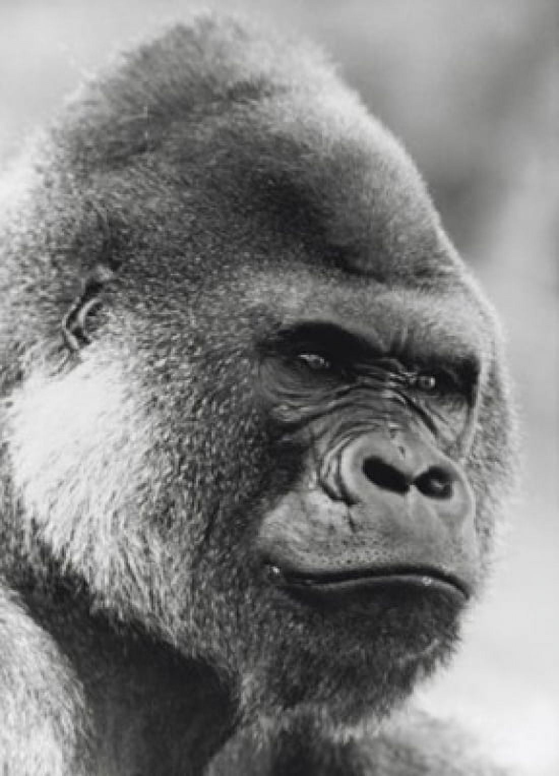 Close-up of a gorilla Canvas Art - (18 x 24)