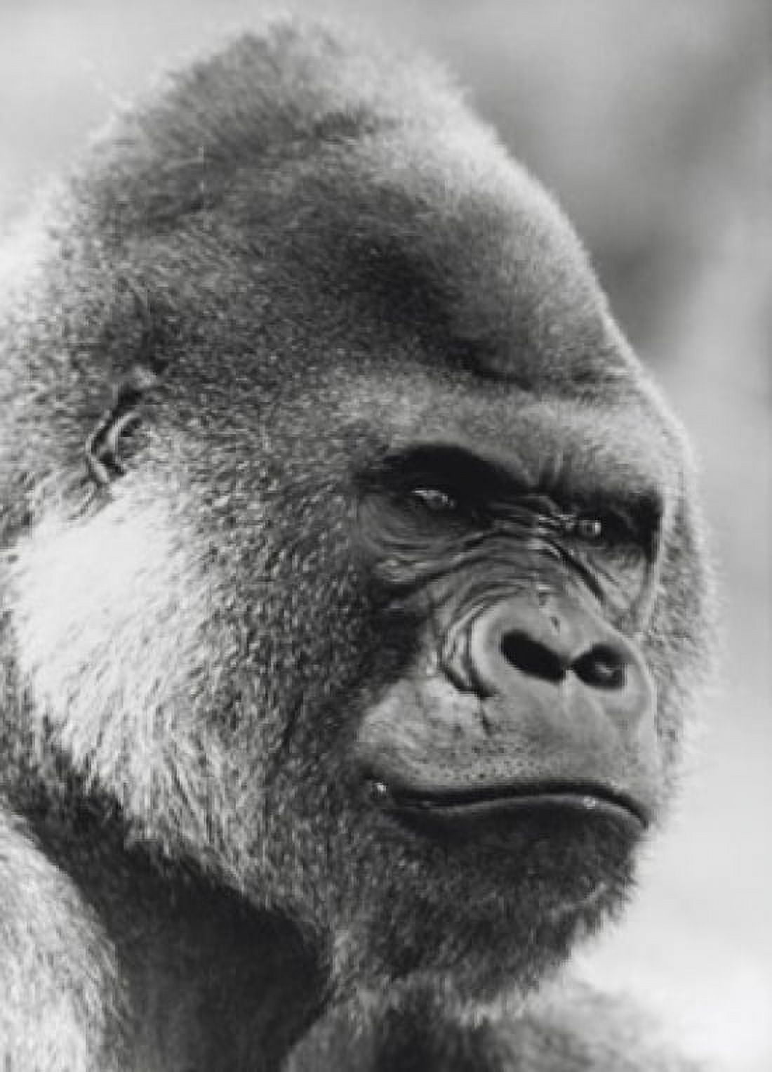Close-up of a gorilla Canvas Art - (24 x 36)