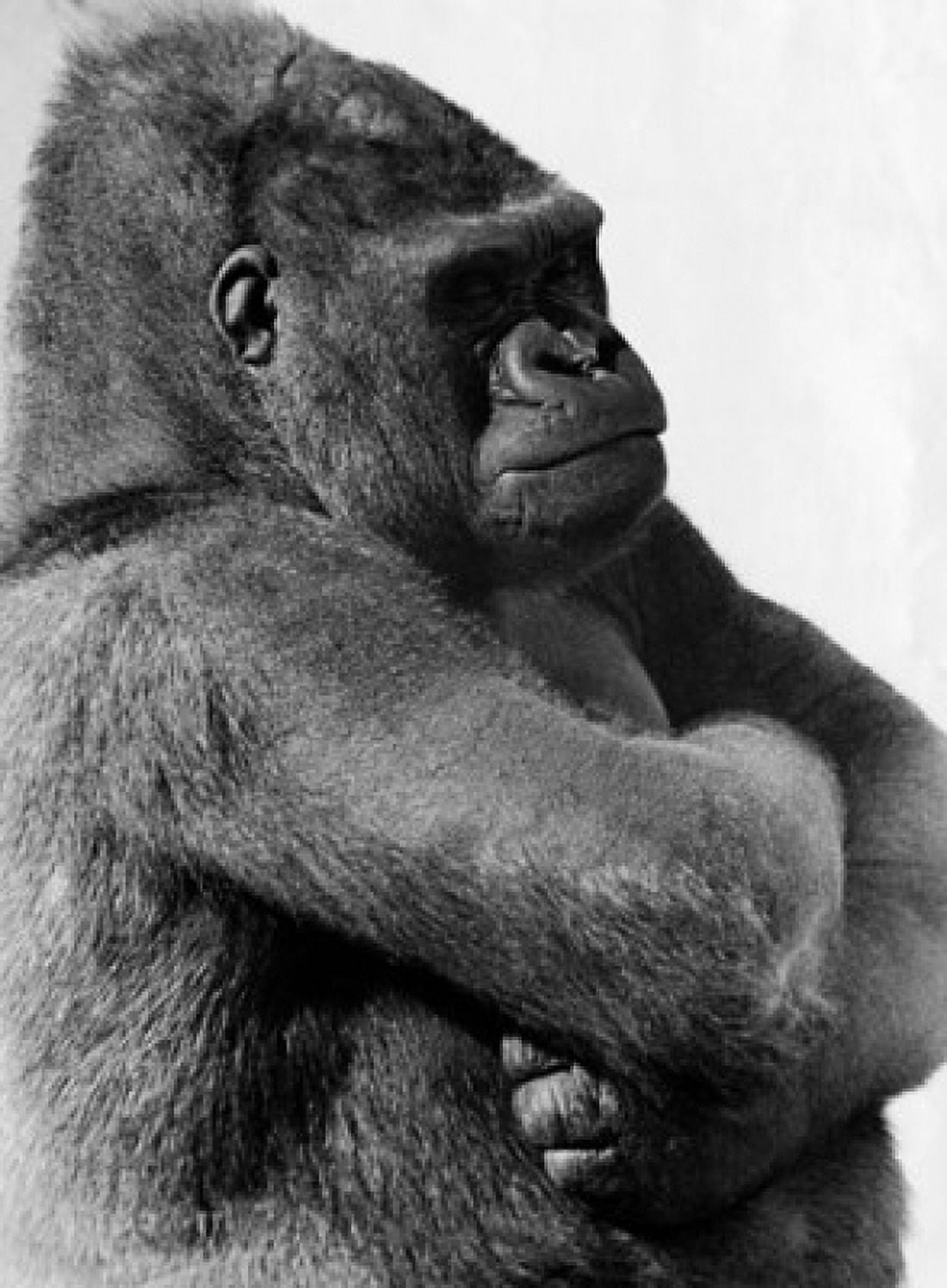 Close-up of a gorilla with its arms crossed Canvas Art - (18 x 24)