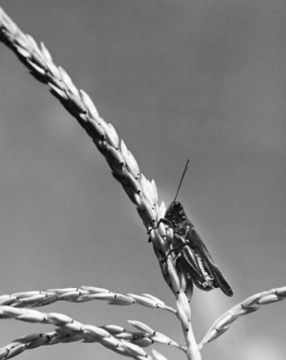 Close-up of a grasshopper on a husk Canvas Art - (24 x 36)