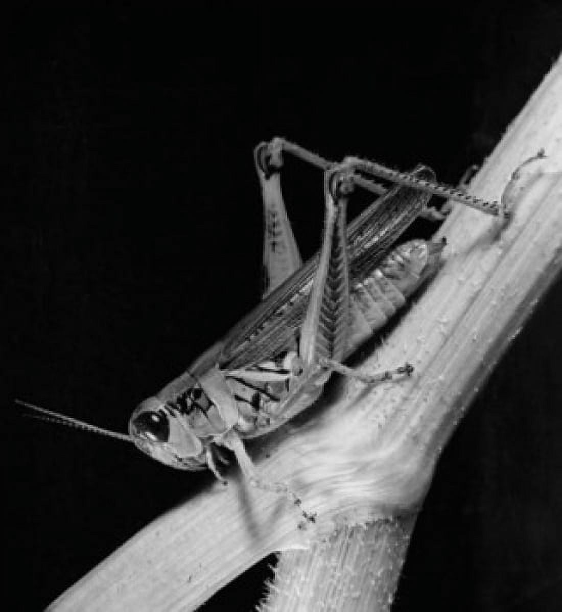 Close-up of a grasshopper on a twig Canvas Art -  (18 x 24)