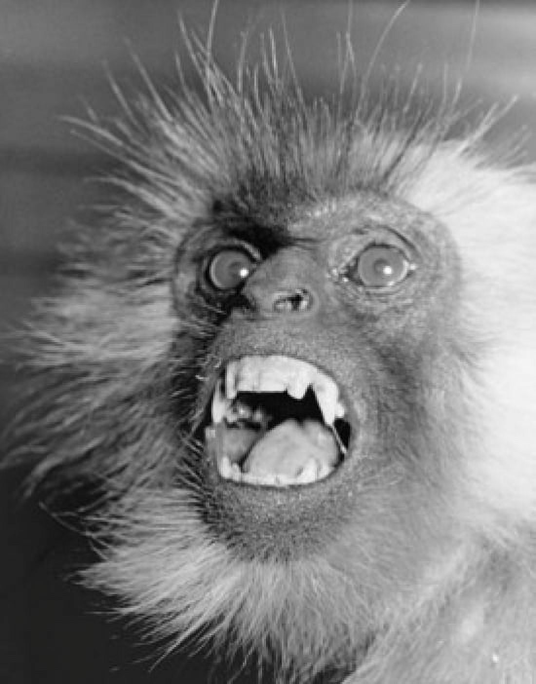 Close-up of a gray langur with its mouth open Canvas Art - (24 x 36)