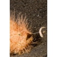 thumbnail image 1 of Close-up of a hairy striped frogfish with worm-like lure extended to attract prey Poster Print by VWPics/Stocktrek Images (22 x 34), 1 of 1