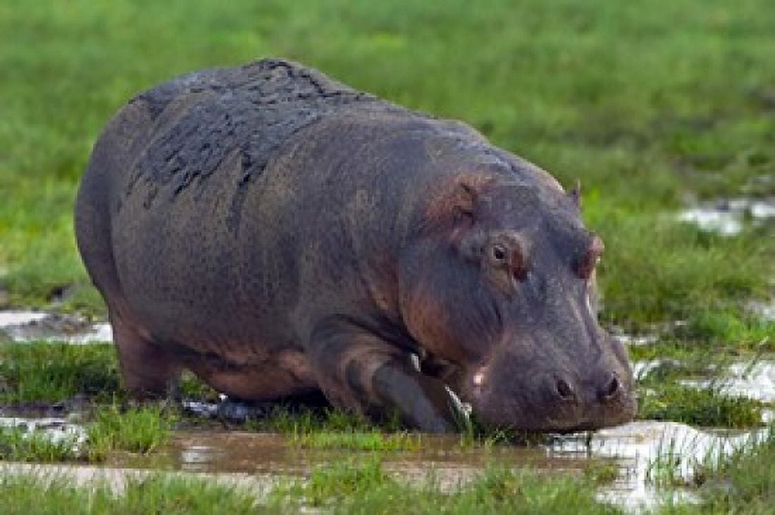 Close-up of a hippopotamus Lake Manyara Arusha Region Tanzania (Hippopotamus amphibius) Canvas Art - Panoramic Images (16 x 11)