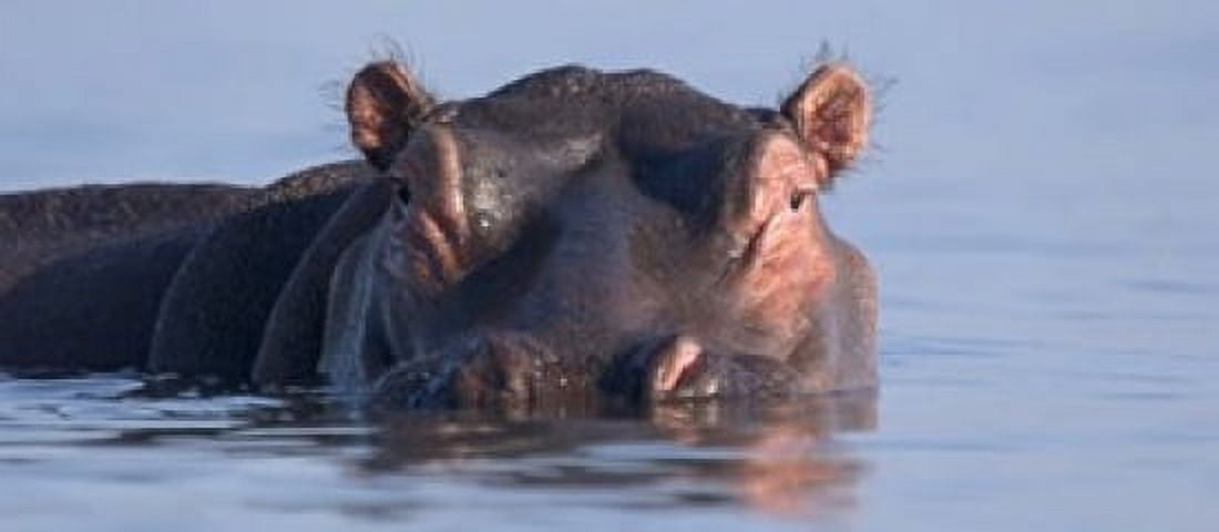 Close-up of a hippopotamus submerged in water Canvas Art - Panoramic Images (15 x 7)