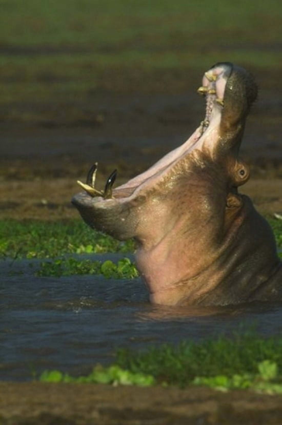 Close-up of a hippopotamus yawning Lake Manyara Arusha Region Tanzania (Hippopotamus amphibius) Canvas Art - Panoramic Images (16 x 24)
