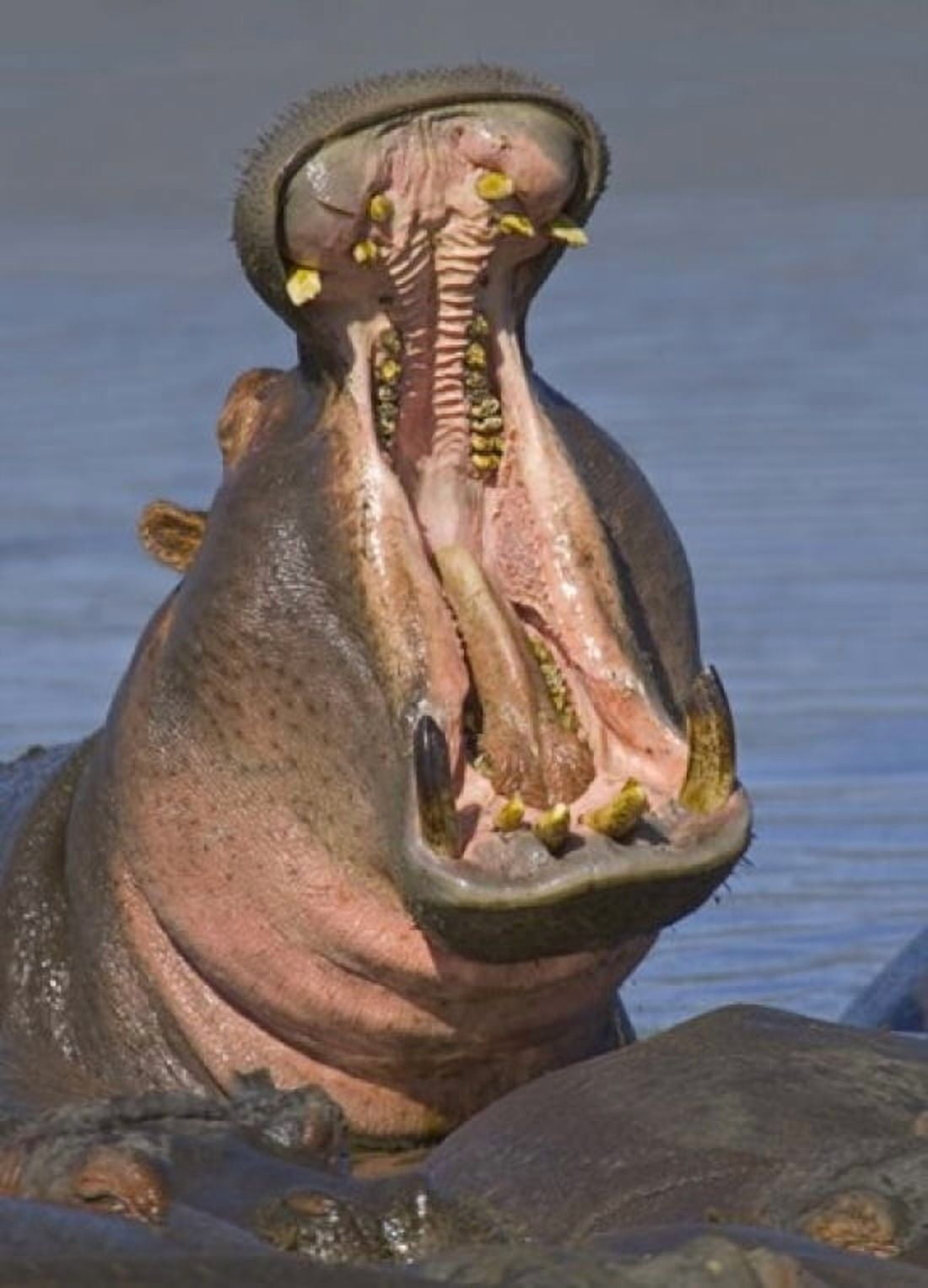 Close-up of a hippopotamus yawning Lake Manyara Arusha Region Tanzania (Hippopotamus amphibius) Canvas Art - Panoramic Images (18 x 24)