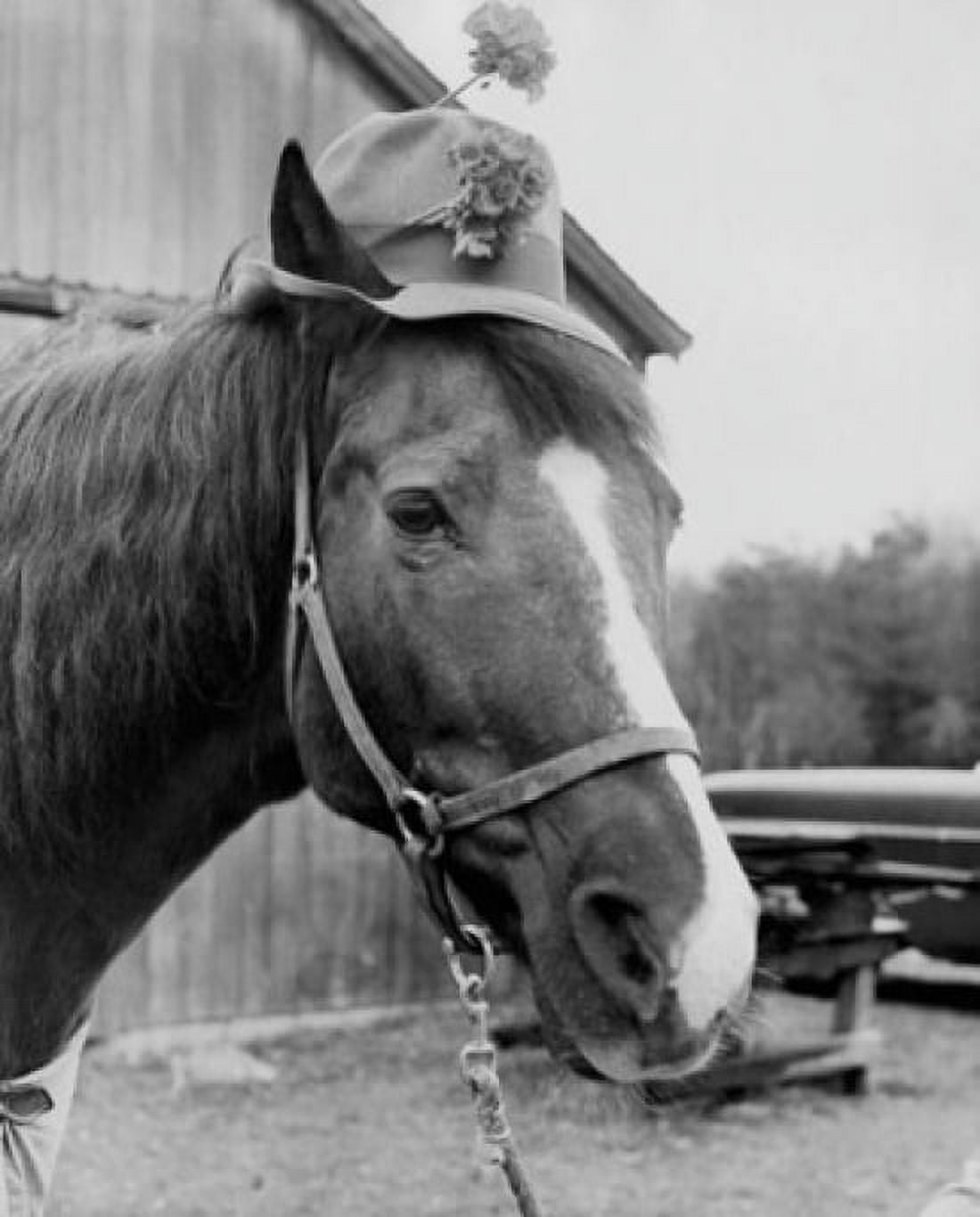 Close-up of a horse wearing a hat Canvas Art - (18 x 24)