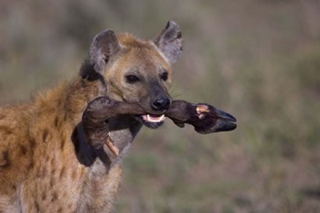 Close-up of a hyena holding a wildebeests leg Ngorongoro Conservation Area Arusha Region Tanzania Canvas Art - Panoramic Images (16 x 11)