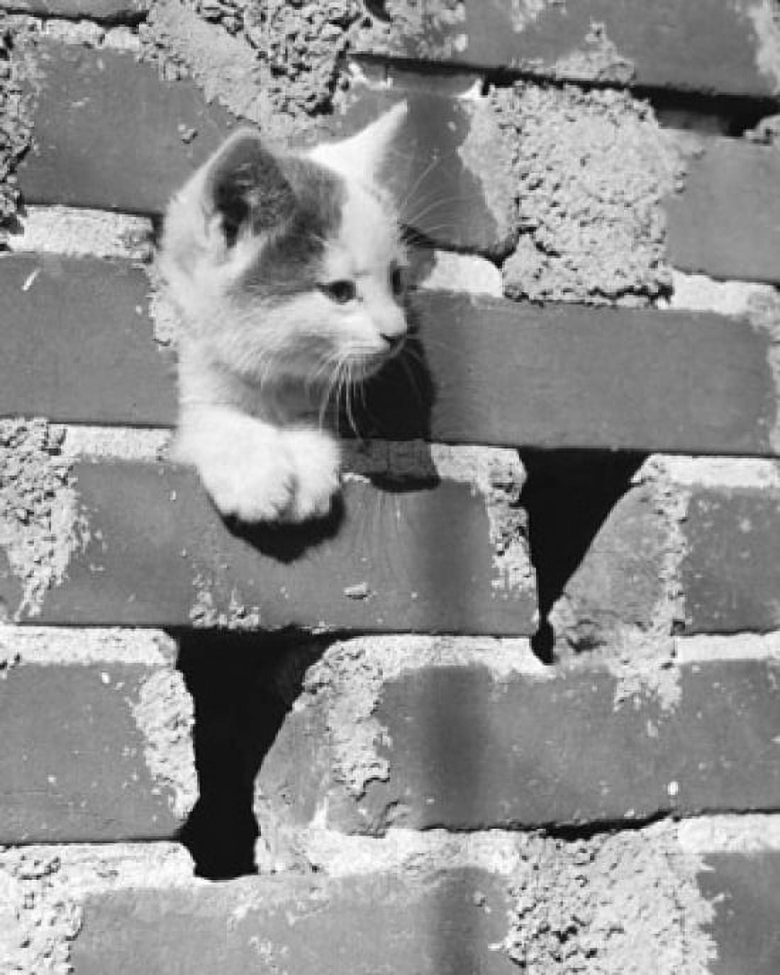Close-up of a kitten peeking through a hole in a brick wall Canvas Art - (18 x 24)