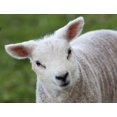 thumbnail image 1 of Close up of a lamb;Northumberland england Poster Print (34 x 26), 1 of 4