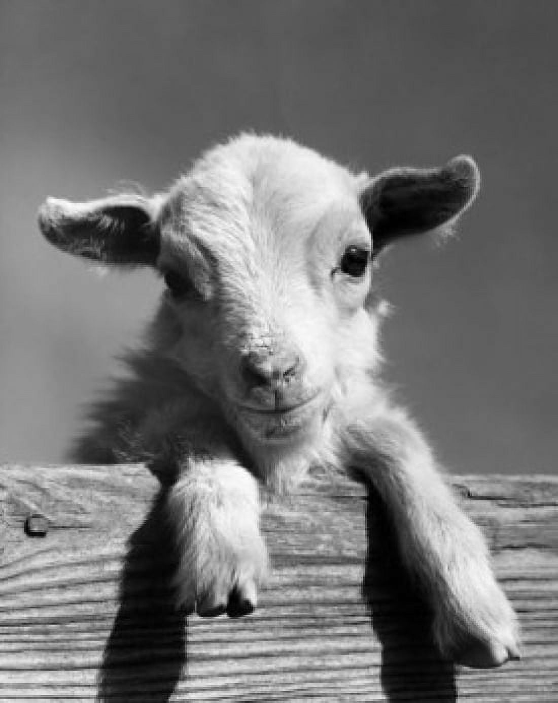 Close-up of a lamb leaning over a plank Canvas Art - (18 x 24)
