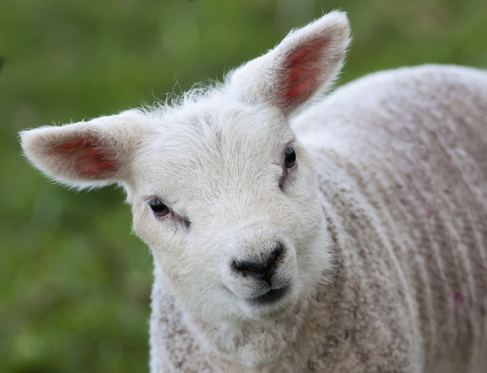 Close up of a lambNorthumberland england Canvas Art - John Short Design Pics (17 x 13)