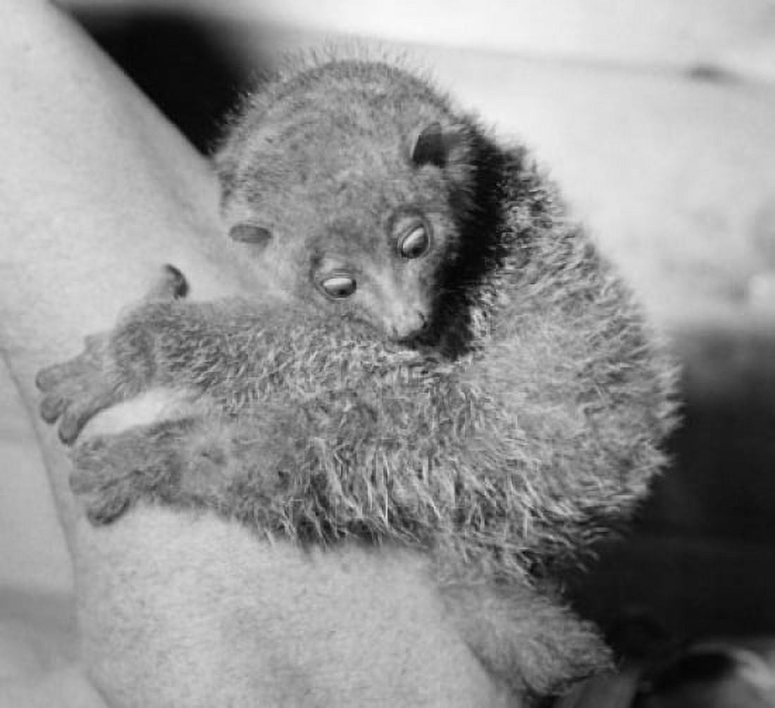 Close-up of a lemur on a tree trunk Canvas Art - (24 x 36)