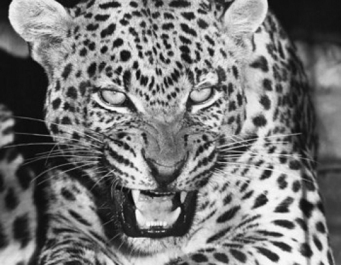 Close-up of a leopard (Panthera pardus) Canvas Art - (24 x 36)