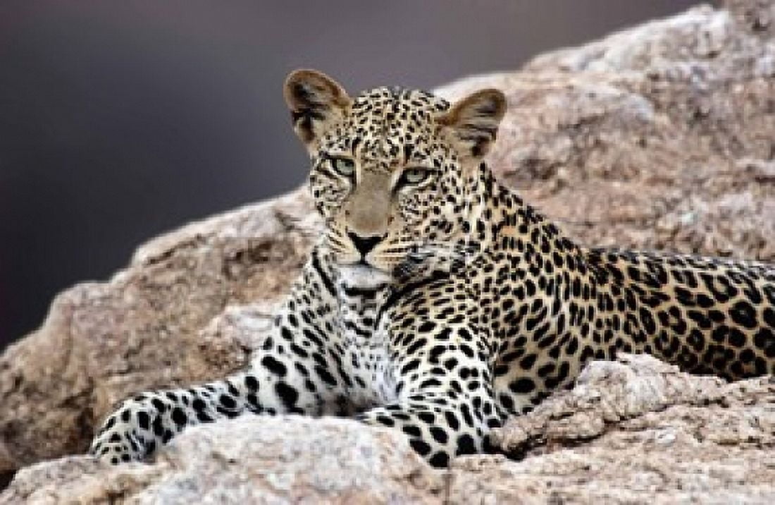 Close-up of a leopard lying on a rock Canvas Art - Panoramic Images (16 x 11)
