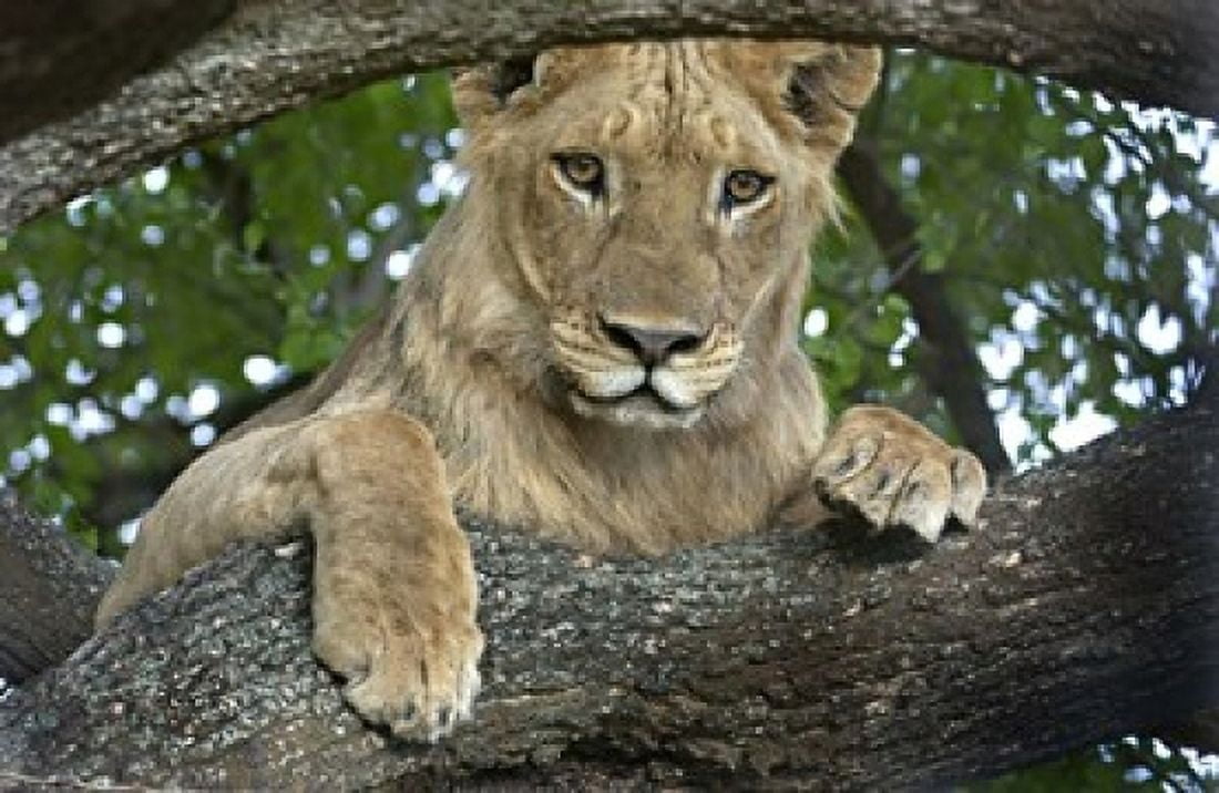 Close-up of a lion Lake Manyara Arusha Region Tanzania (Panthera leo) Canvas Art - Panoramic Images (16 x 11)