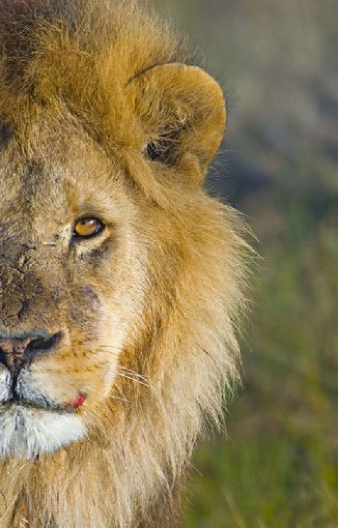 Close-up of a lion Ngorongoro Conservation Area Arusha Region Tanzania (Panthera leo) Canvas Art - Panoramic Images (16 x 24)