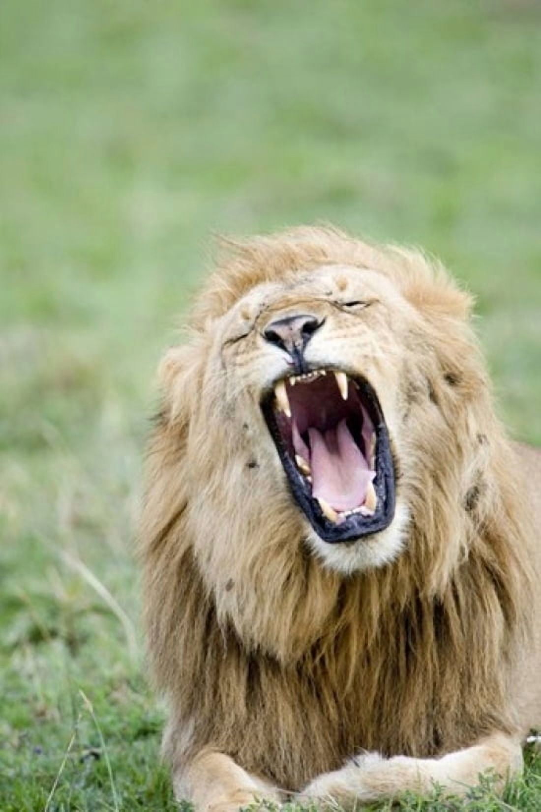 Close-up of a lion (Panthera leo) yawning Masai Mara National Reserve Kenya Canvas Art - Panoramic Images (16 x 24)