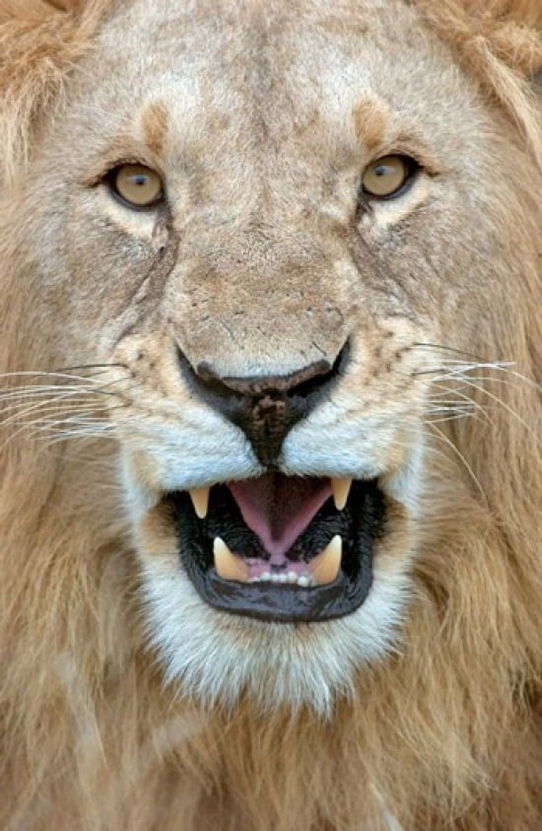 Close-up of a lion (Panthera leo) yawning Masai Mara National Reserve Kenya Canvas Art - Panoramic Images (24 x 36)