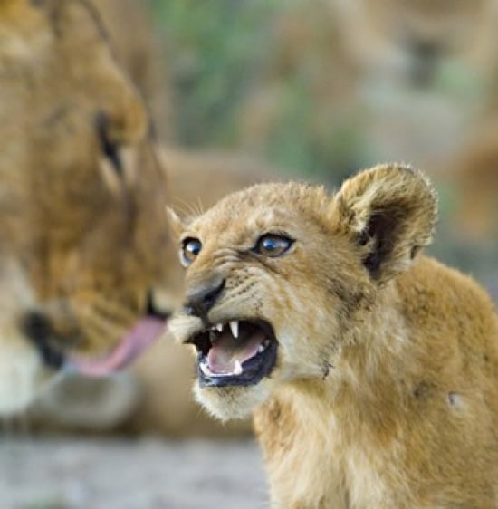 Close-up of a lion cub Ngorongoro Conservation Area Arusha Region Tanzania (Panthera leo) Canvas Art - Panoramic Images (24 x 24)