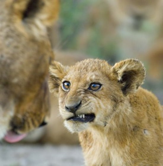 Close-up of a lion cub Ngorongoro Conservation Area Arusha Region Tanzania (Panthera leo) Canvas Art - Panoramic Images (24 x 24)