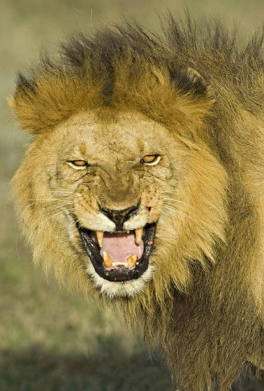 Close-up of a lion roaring Ngorongoro Conservation Area Arusha Region Tanzania (Panthera leo) Canvas Art - Panoramic Images (17 x 24)