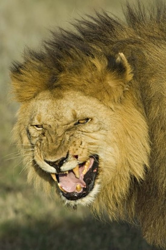 Close-up of a lion snarling Ngorongoro Conservation Area Arusha Region Tanzania (Panthera leo) Canvas Art - Panoramic Images (16 x 24)