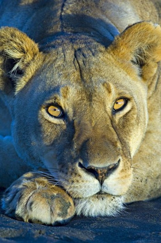 Close-up of a lioness Ngorongoro Conservation Area Arusha Region Tanzania (Panthera leo) Canvas Art - Panoramic Images (16 x 24)
