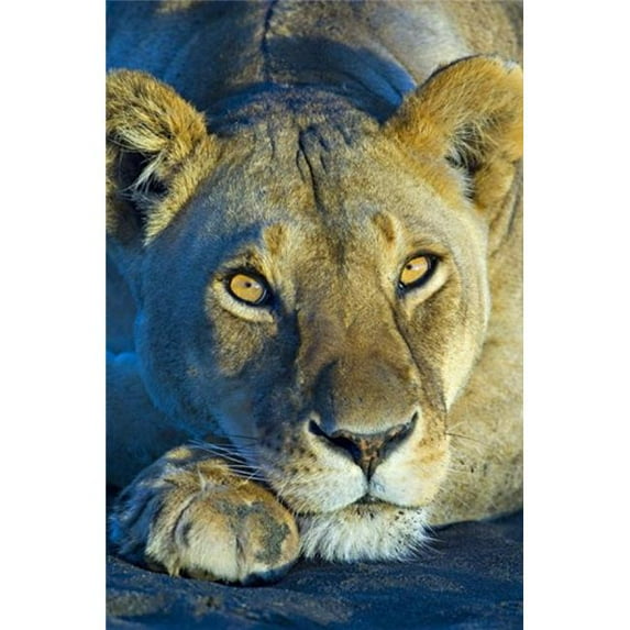 Close-up of a lioness Ngorongoro Conservation Area Arusha Region Tanzania - Panthera leo Poster Print by - 16 x 24