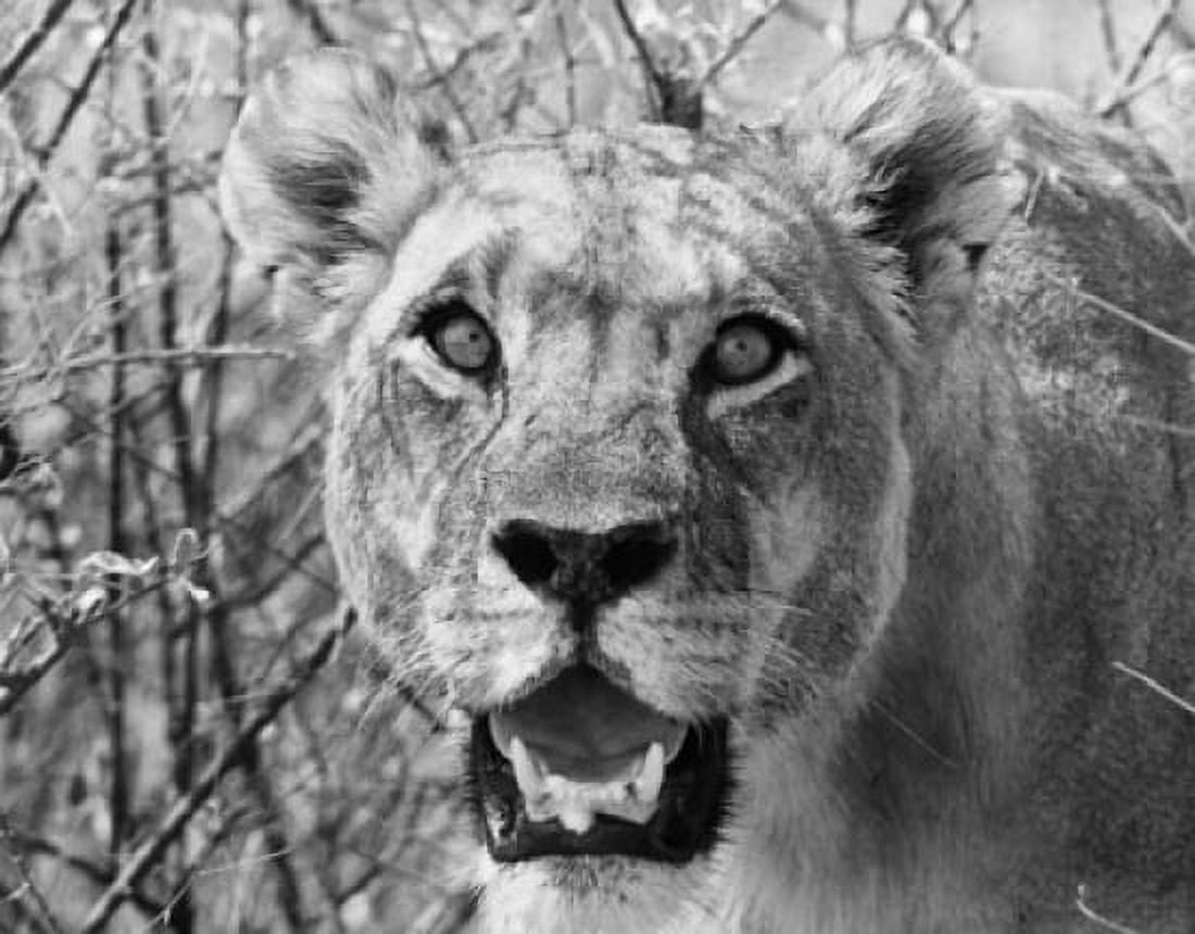 Close-up of a lioness (Panthera leo) Canvas Art - (18 x 24)