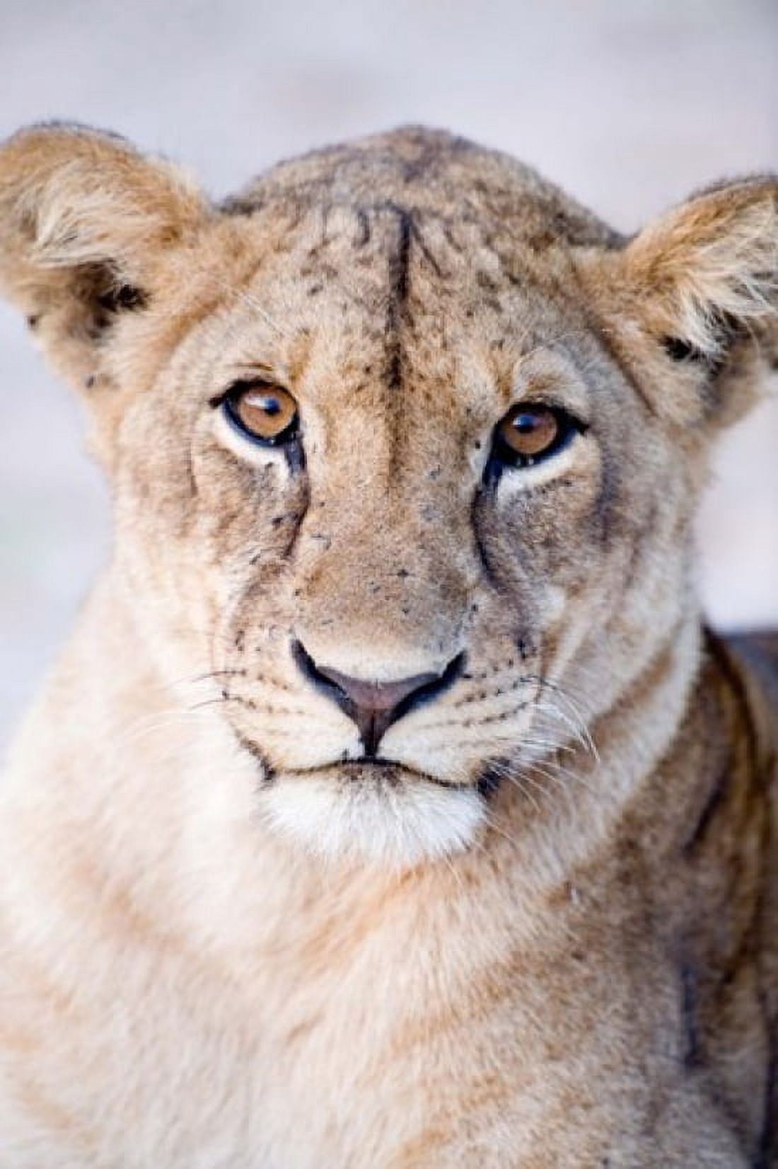 Close-up of a lioness (Panthera leo) Tarangire National Park Tanzania Canvas Art - Panoramic Images (24 x 36)