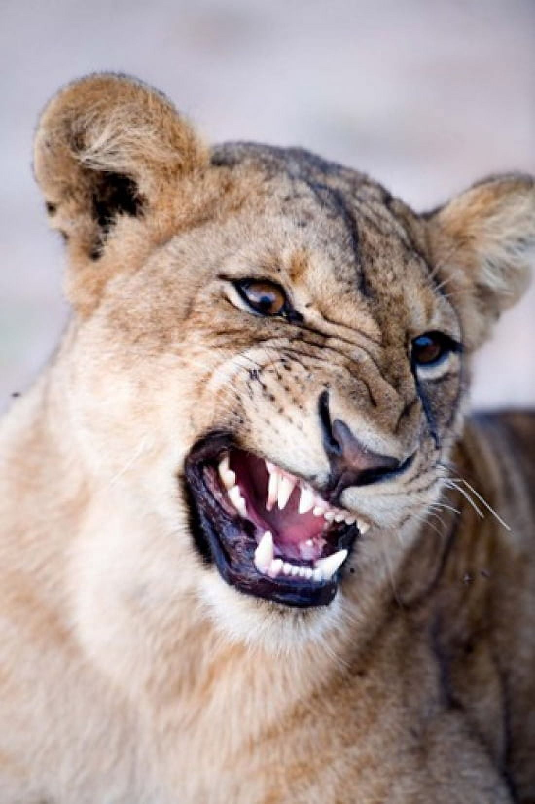 Close-up of a lioness (Panthera leo) looking angry Tarangire National Park Tanzania Canvas Art - Panoramic Images (24 x 36)