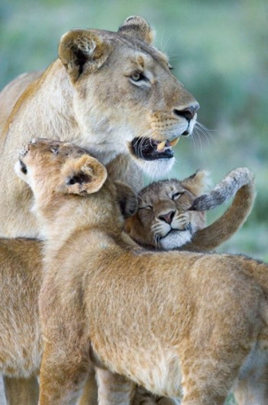 Close-up of a lioness and her two cubs Ngorongoro Crater Ngorongoro Conservation Area Tanzania (Panthera leo) Canvas Art - Panoramic Images (16 x 24)