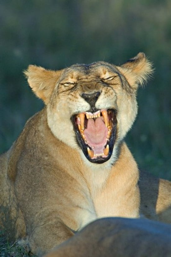 Close-up of a lioness roaring Ngorongoro Conservation Area Arusha Region Tanzania (Panthera leo) Canvas Art - Panoramic Images (16 x 24)