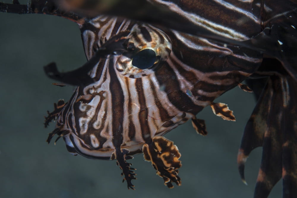 Close-up of a lionfish in Komodo National Park Indonesia Canvas Art - Ethan DanielsStocktrek Images (34 x 23)