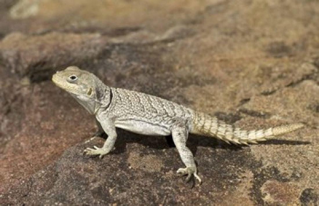 Close-up of a lizard (Oplurus cyclurus) Madagascar Canvas Art - Panoramic Images (16 x 11)