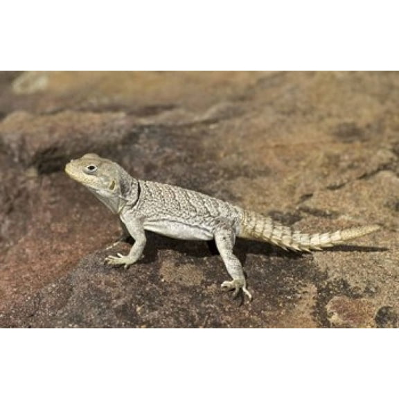Close-up of a lizard (Oplurus cyclurus), Madagascar Poster Print by Panoramic Images (16 x 11)