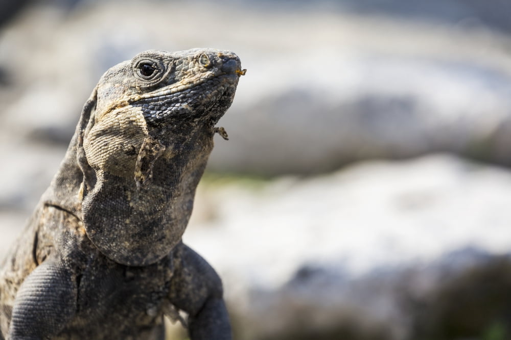 Close up of a lizard Tulum Quintana Roo Mexico Canvas Art - Michael Interisano  Design Pics (19 x 12)