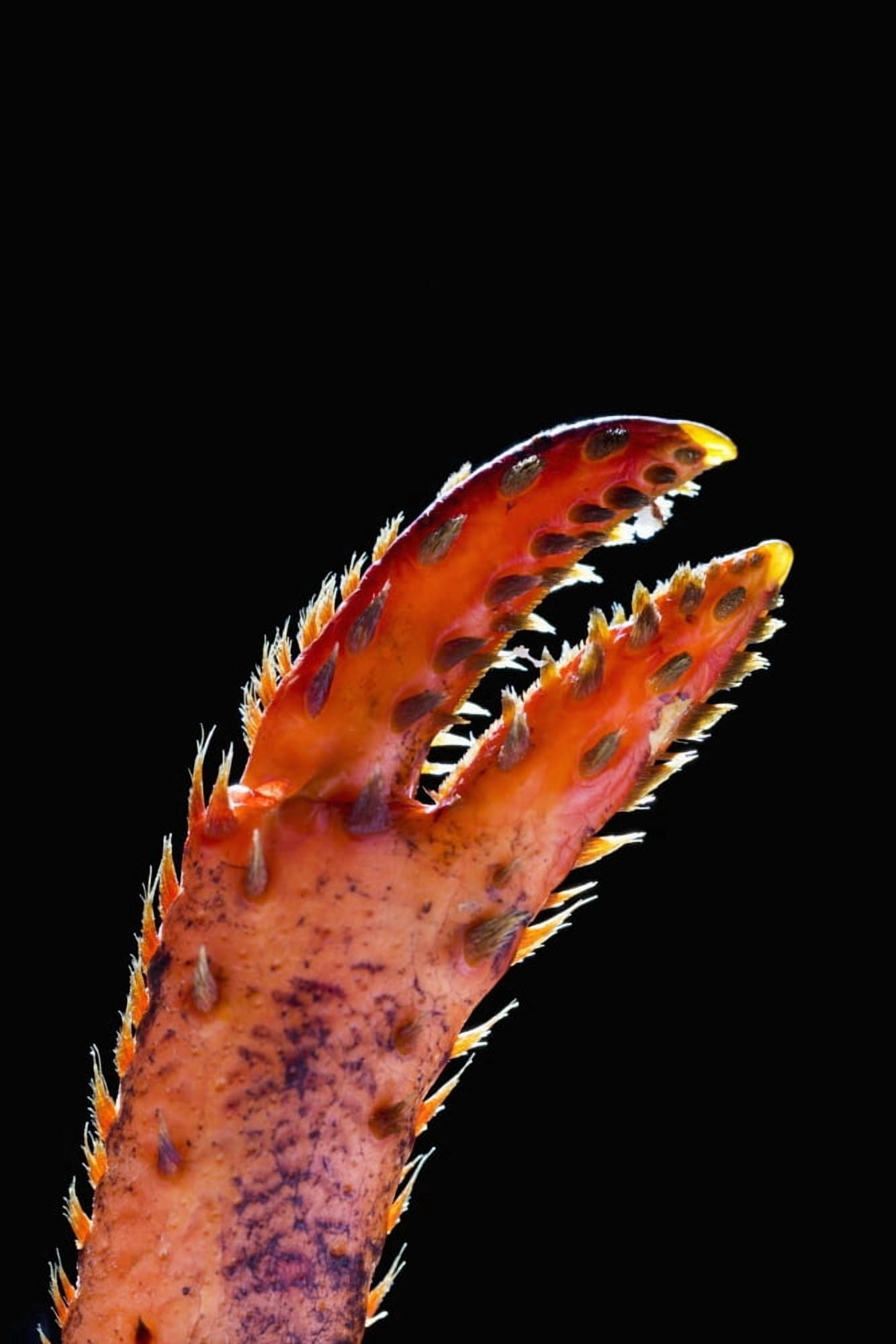 Close up of a lobster claw against a black background Calgary Alberta Canada Canvas Art - Michael Interisano Design Pics (24 x 38)