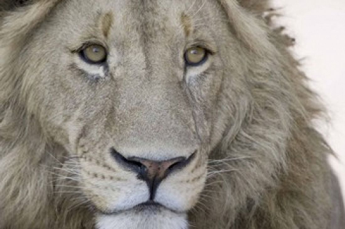 Close-up of a male lion (Panthera leo) Tanzania Canvas Art - Panoramic Images (16 x 11)