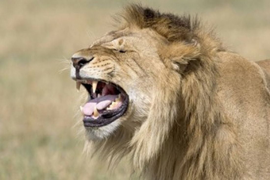 Close-up of a male lion roaring Canvas Art - Panoramic Images (16 x 11)