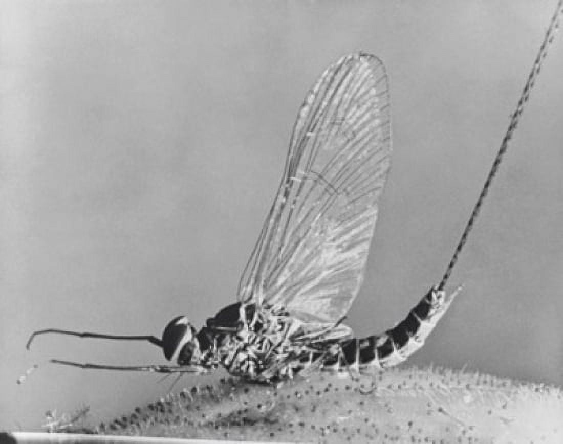 Close-up of a mayfly Canvas Art - (18 x 24)