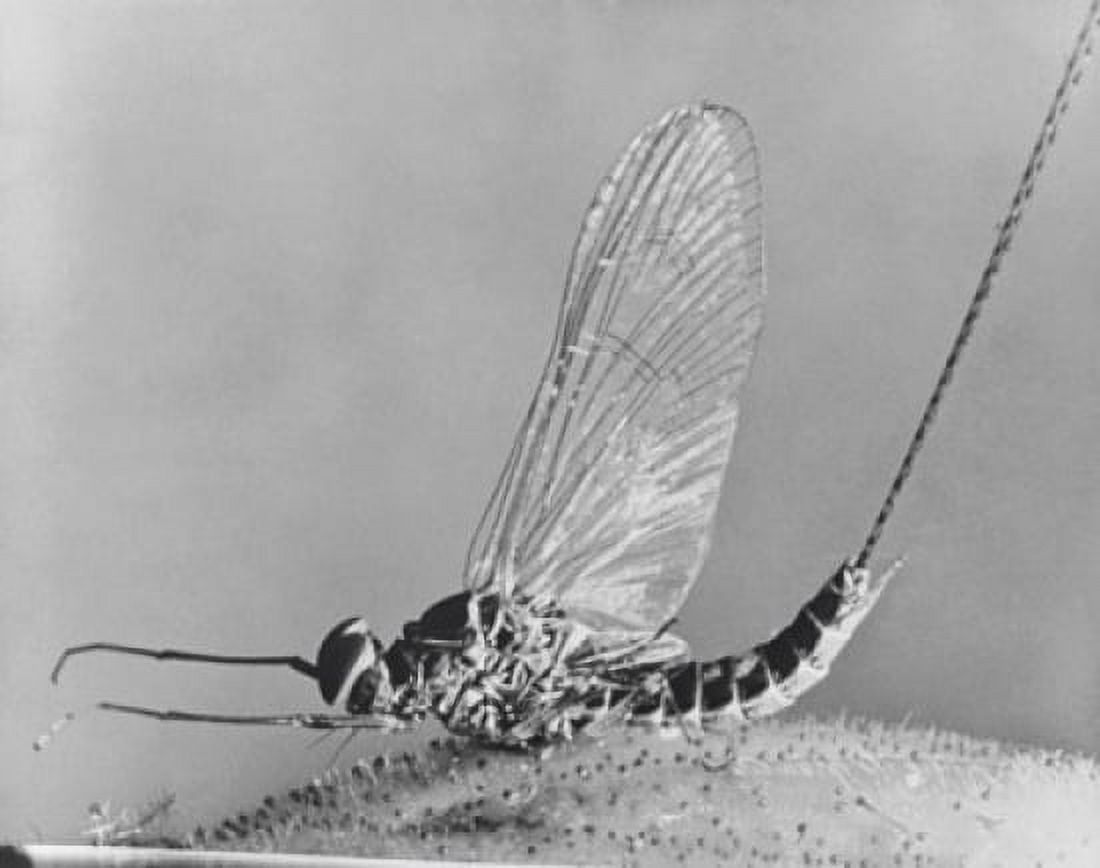 Close-up of a mayfly Canvas Art - (24 x 36)