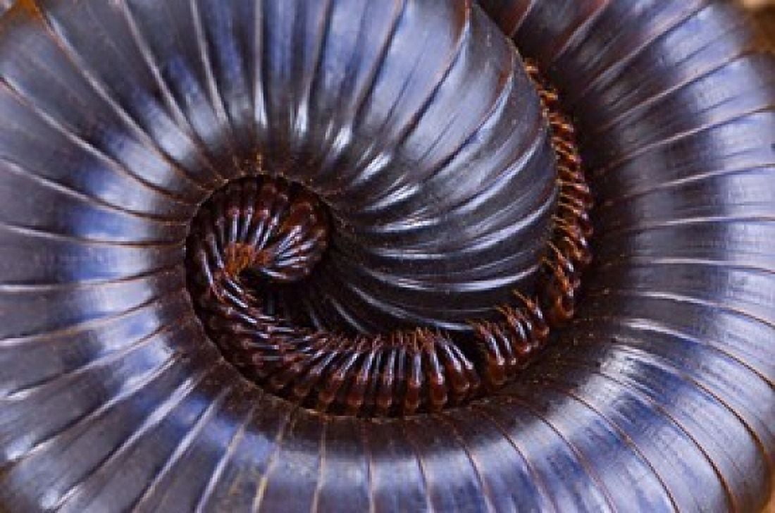 Close-up of a millipede curled up Tarangire National Park Arusha Region Tanzania Canvas Art - Panoramic Images (16 x 11)