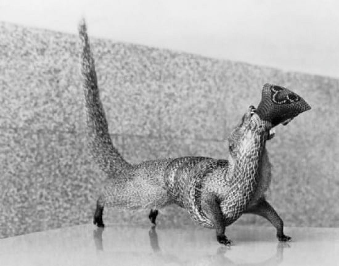 Close-up of a mongoose eating a cobra Canvas Art - (24 x 36)