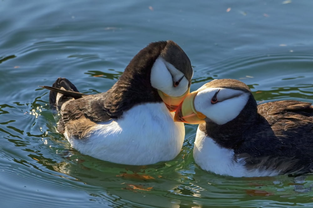 Close up of a pair of Horned Puffins being affectionate Kodiak Southwest Alaska Canvas Art - Marion Owen Design Pics (19 x 12)